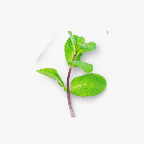 新鲜薄荷免抠
