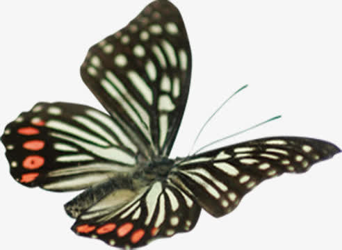 春季纹理斑点蝴蝶免抠