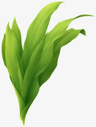 绿色纹理脉络树叶植物免抠