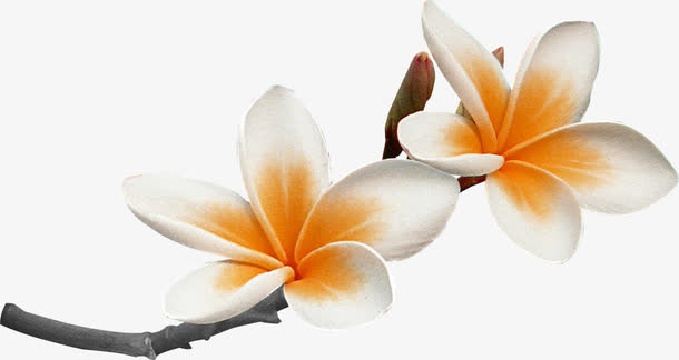 树枝花朵免抠