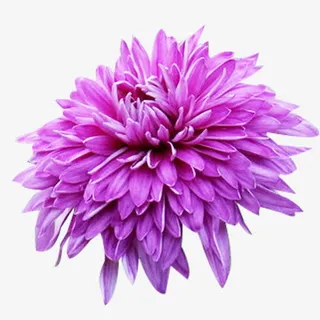 绽放的墨菊图片素材免抠