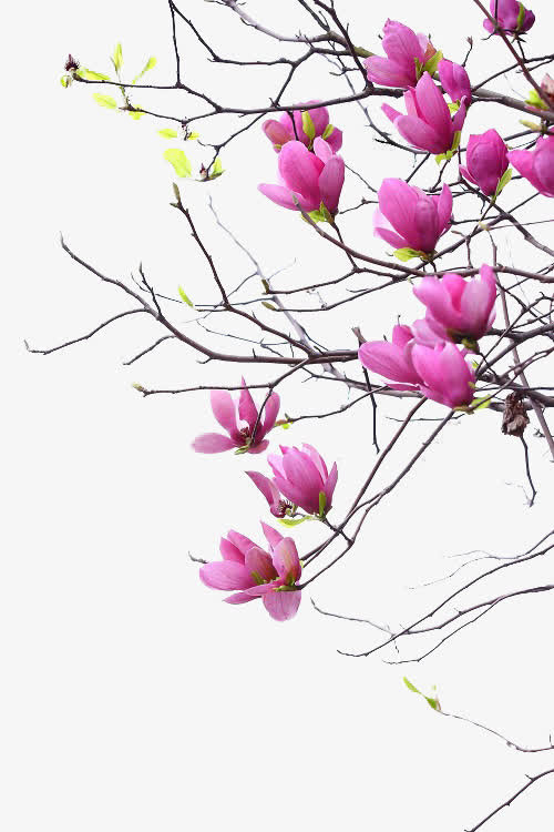 红色花瓣黑色枝干png素材免抠