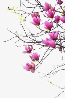 红色花瓣黑色枝干png素材免抠