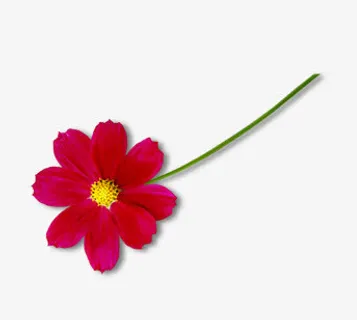 小红花免抠 小红花免抠