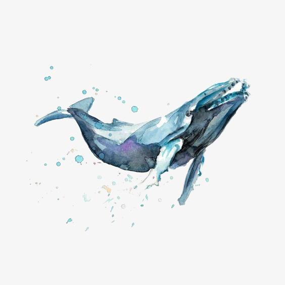 手绘一只蓝色水彩优雅的座头鲸插免抠