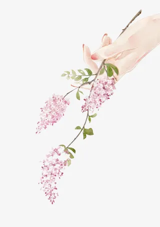 华枝春满 紫藤 花藤免抠