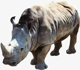 行走的犀牛免抠