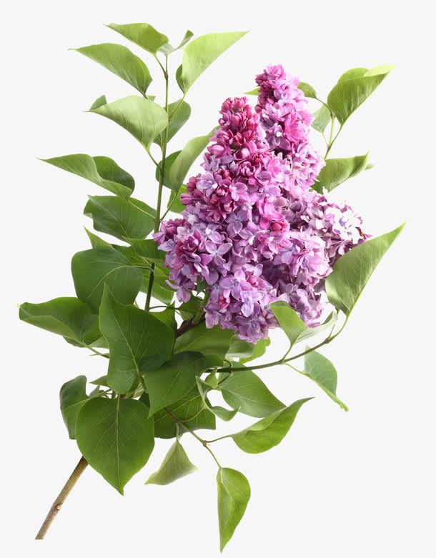 丁香花免抠