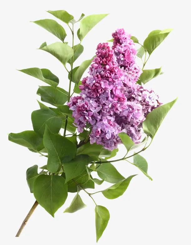 丁香花免抠
