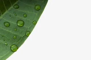 高清绿叶水珠图片免抠