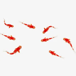 蝴蝶鱼中式免抠