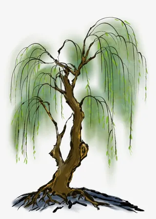 春天发芽的柳树免抠动植物植物元素