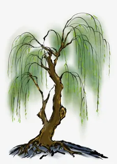 春天发芽的柳树免抠动植物植物元素 春天发芽的柳树免抠动植物植物元素