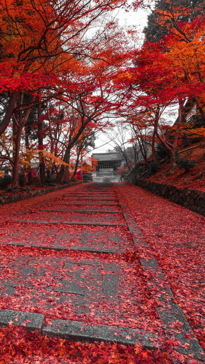 秋天风景气氛高清