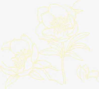 黄色素描牡丹中秋免抠