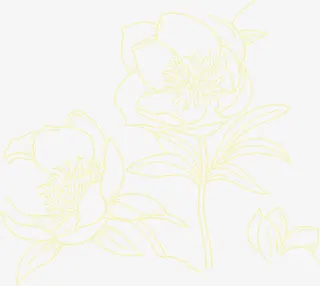 黄色素描牡丹中秋免抠