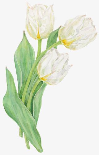 手绘水彩白色郁金香免抠