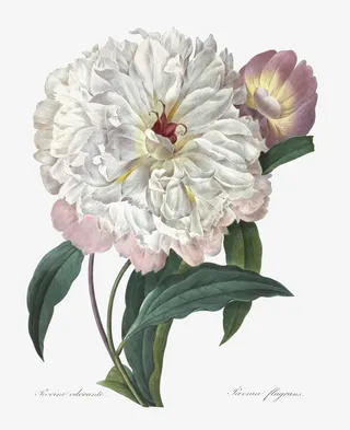 彩色的花卉免抠