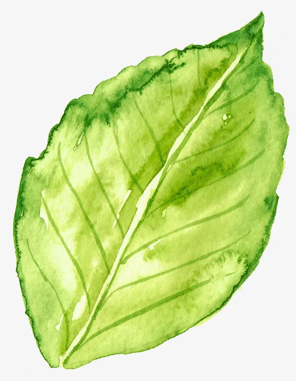 手绘植物免抠