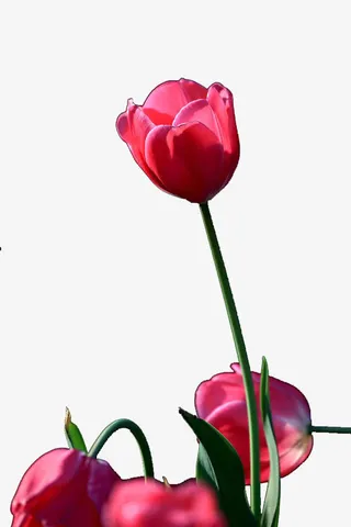红色郁金香图片免抠