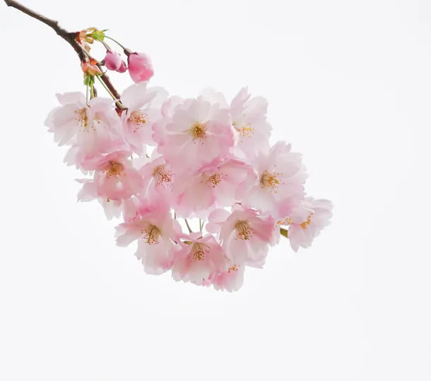 可爱桃花植物图片免抠