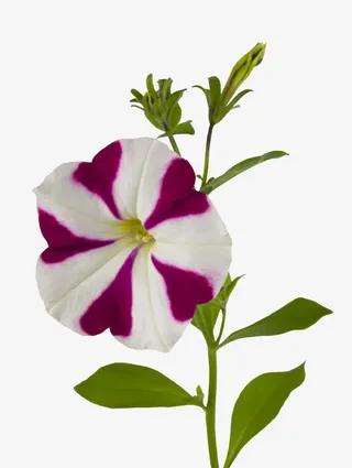 美丽的牵牛花免抠