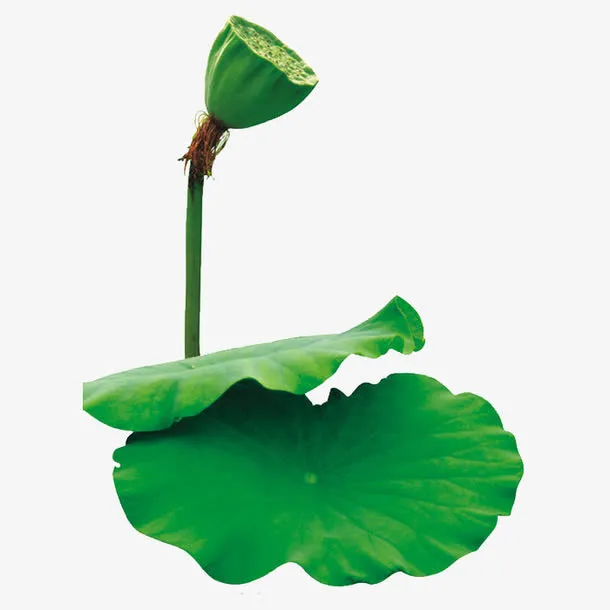 莲蓬免抠