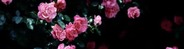 淘宝女装玫瑰唯美玫瑰背景banner
