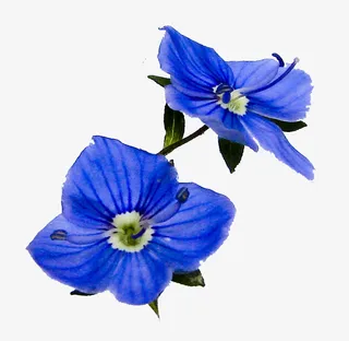 抽象花朵鲜花相框素材免抠