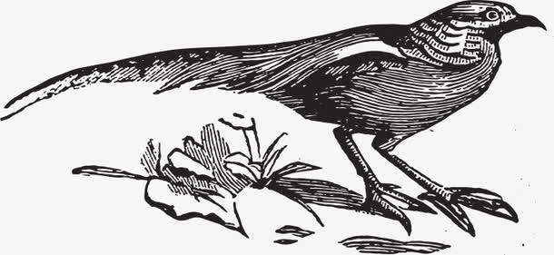 矢量装饰花鸟树免抠