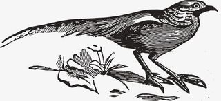 矢量装饰花鸟树免抠