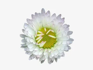 盛开的蜡菊图片素材免抠