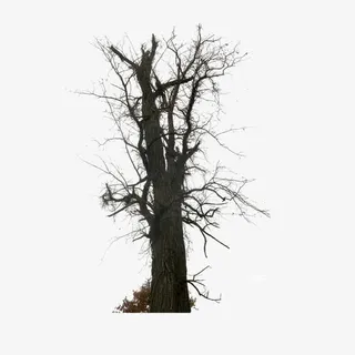 树干枯木朽木免抠