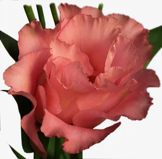 粉色玫瑰花免抠