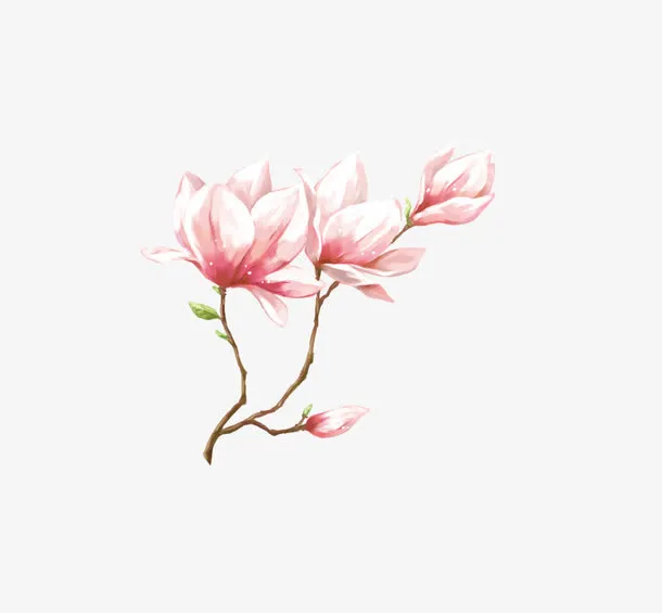 玉兰花开免抠