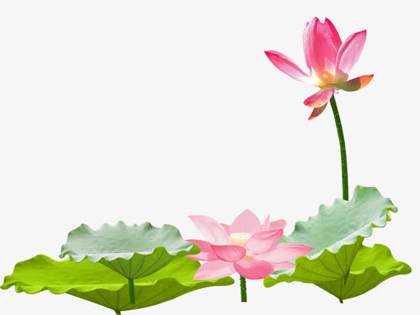 粉色绽放花朵荷叶免抠