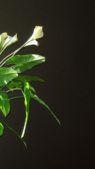 阳光照射的花朵H5背景高清