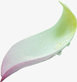 美丽的花瓣免抠