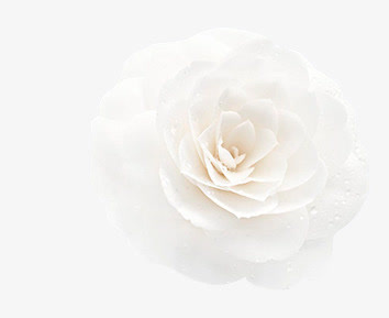 纯洁无暇的白色花朵免抠