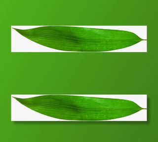 端午节粽叶绿叶叶子点缀免抠