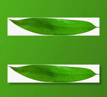 端午节粽叶绿叶叶子点缀免抠 端午节粽叶绿叶叶子点缀免抠