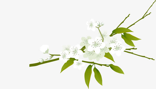 白色梨花矢量图免抠