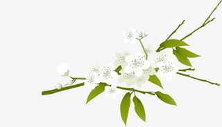 白色梨花矢量图免抠