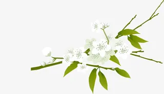 白色梨花矢量图免抠