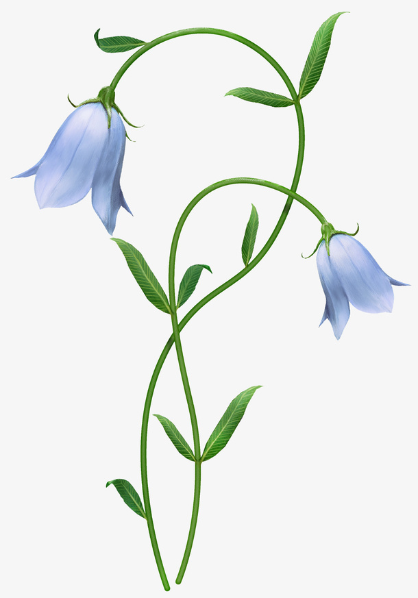 花卉免抠