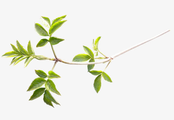 树枝绿色清新免抠