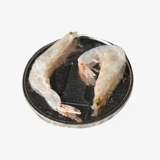 半透明小虾皮素材免抠