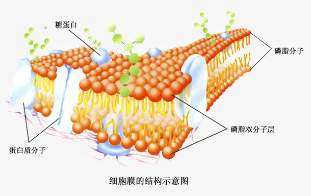 细胞膜结构免抠