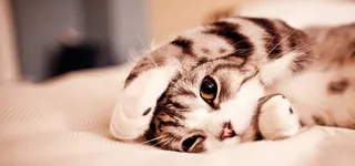 可爱萌猫摄影背景高清