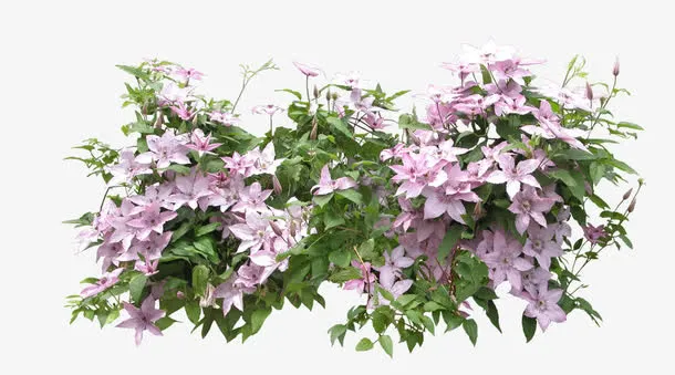 花草素材免抠